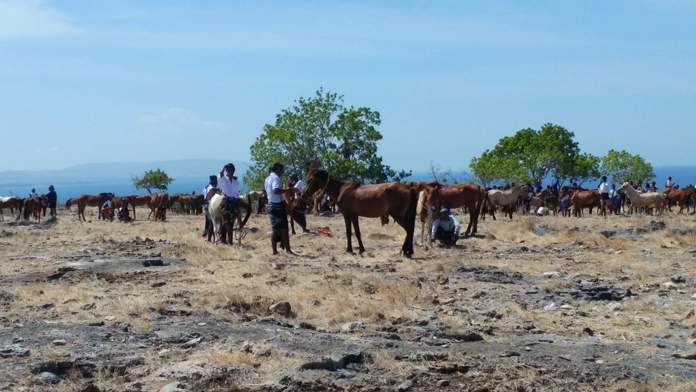 Sumba 17