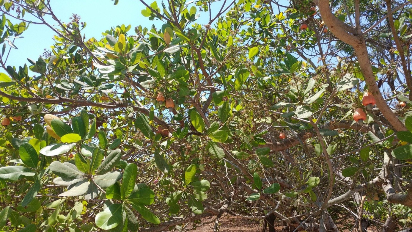 Een cashewnotenboom