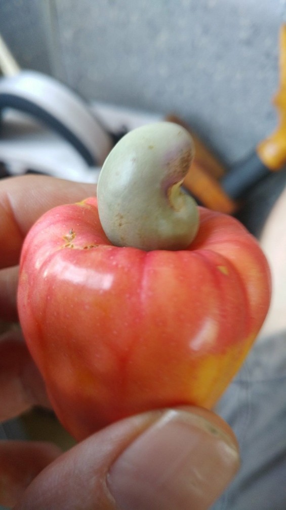De cashewnoot met vrucht. Beide zijn eetbaar